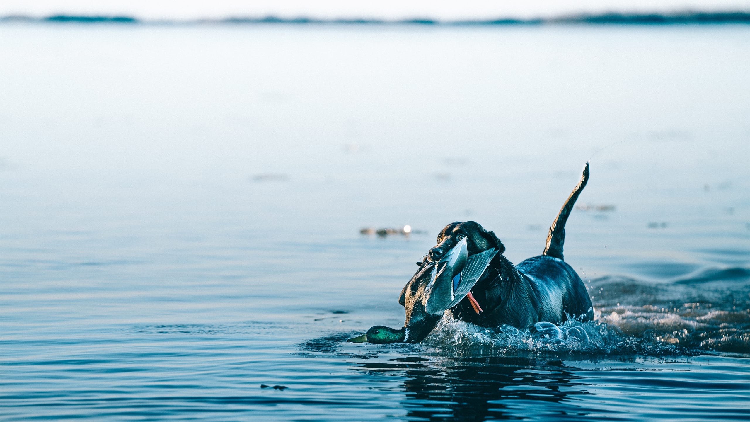 Kansas Outdoor Corps | Dog duck hunting